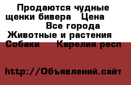 Продаются чудные щенки бивера › Цена ­ 25 000 - Все города Животные и растения » Собаки   . Карелия респ.